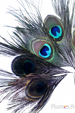 Paon bleu - 13-18 cm - noir